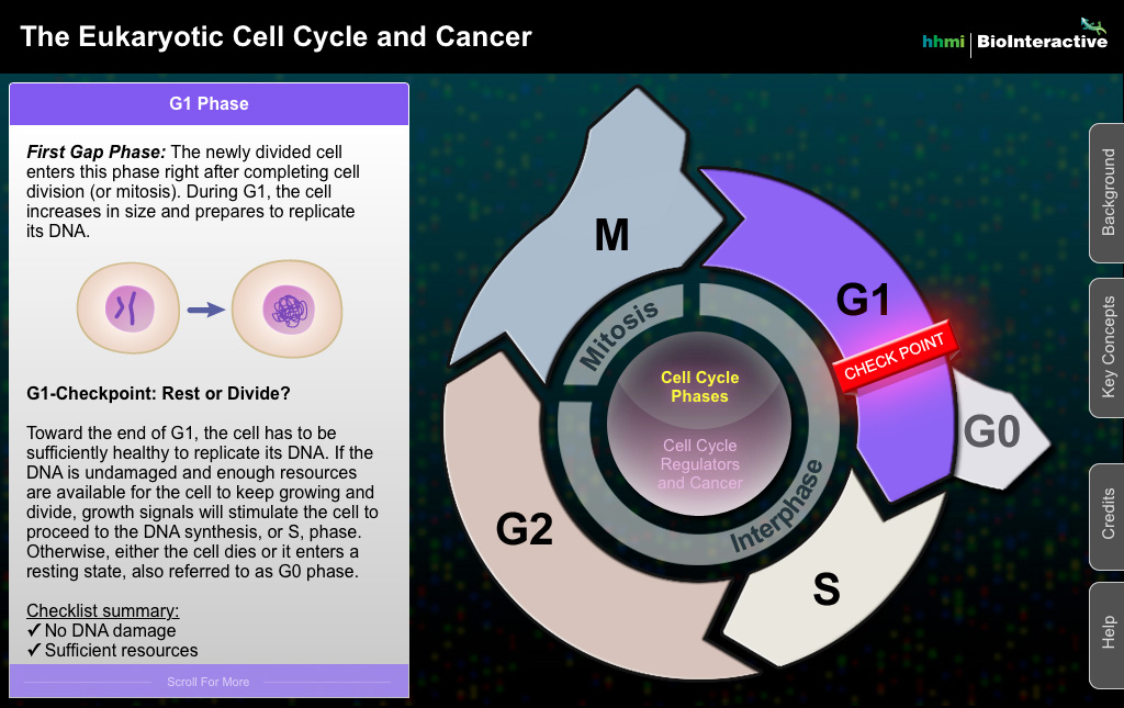 Cell Cycle Screenshot 2