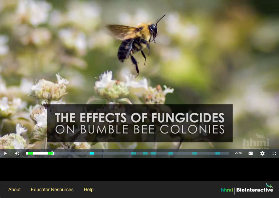 Screenshot of the Interactive Video interface with video title: The effects of fungicides on bumble bee colonies.